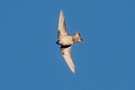 Eurasian Crag-Martin - ML640599802