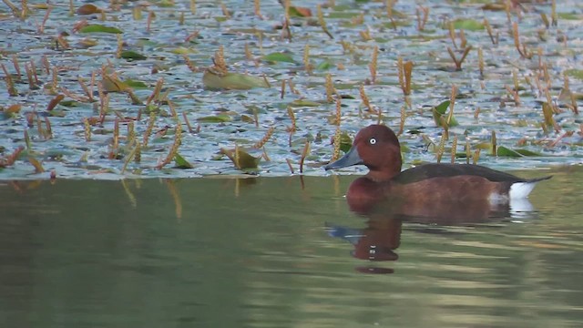 Ferruginous Duck - ML640599808