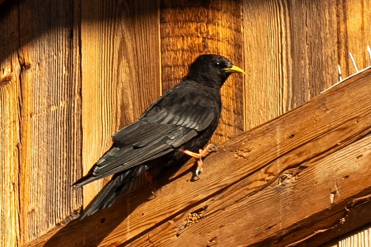 Yellow-billed Chough - ML640599813