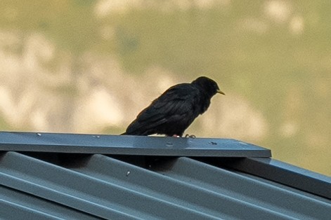 Yellow-billed Chough - ML640599814