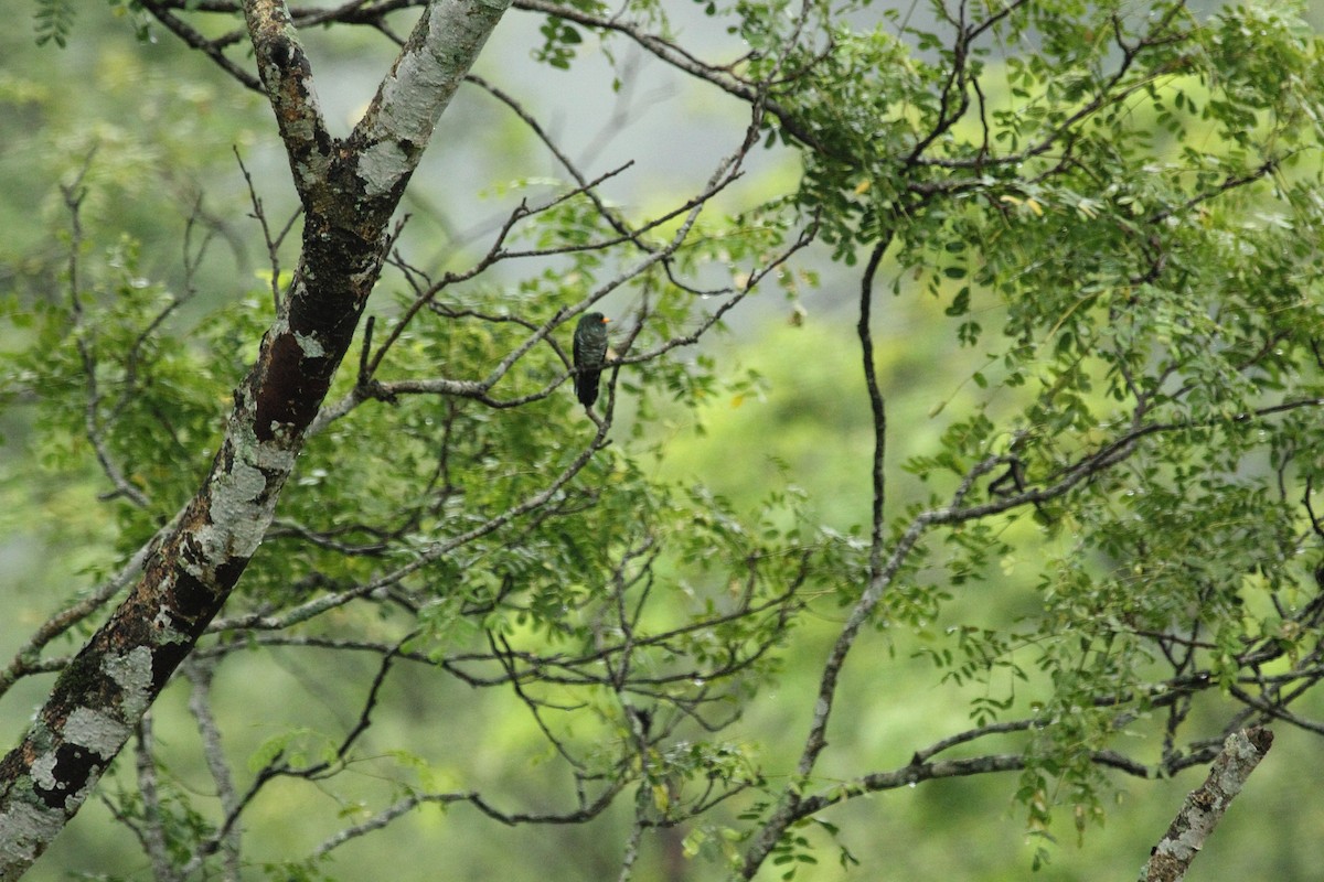 Asian Emerald Cuckoo - ML640599820