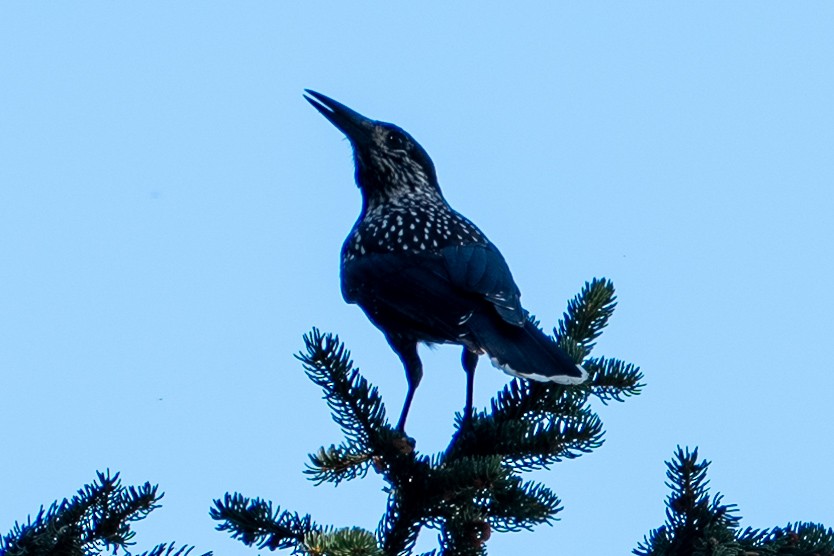 Northern Nutcracker - ML640599821