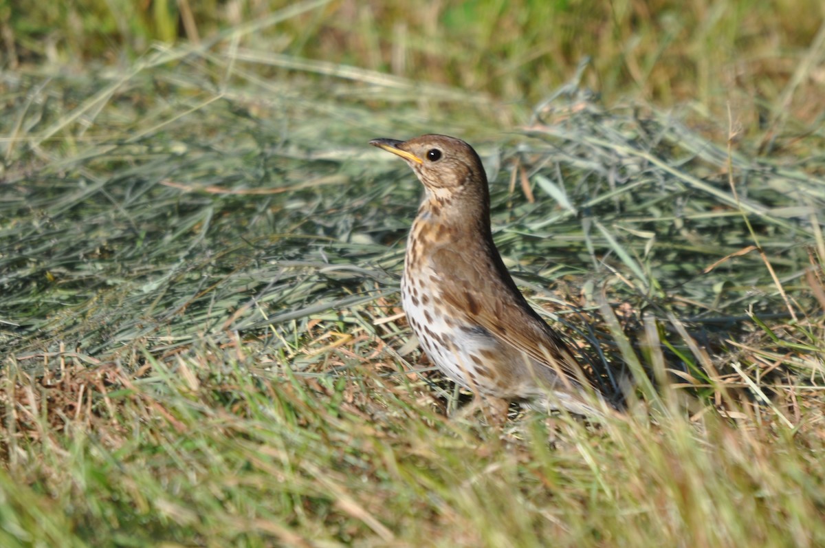 Song Thrush - ML640599828