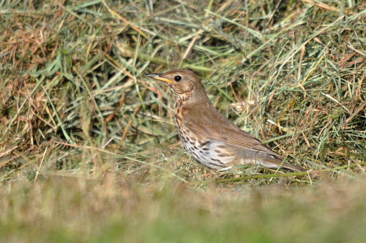 Song Thrush - ML640599829