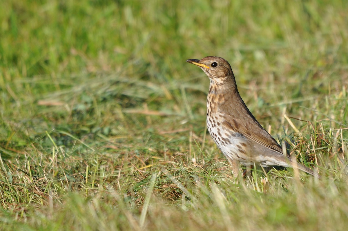 Song Thrush - ML640599830