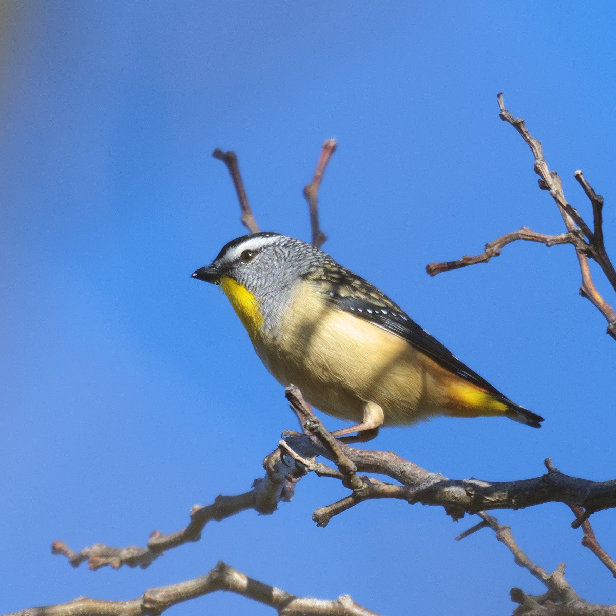 Spotted Pardalote - ML640599847