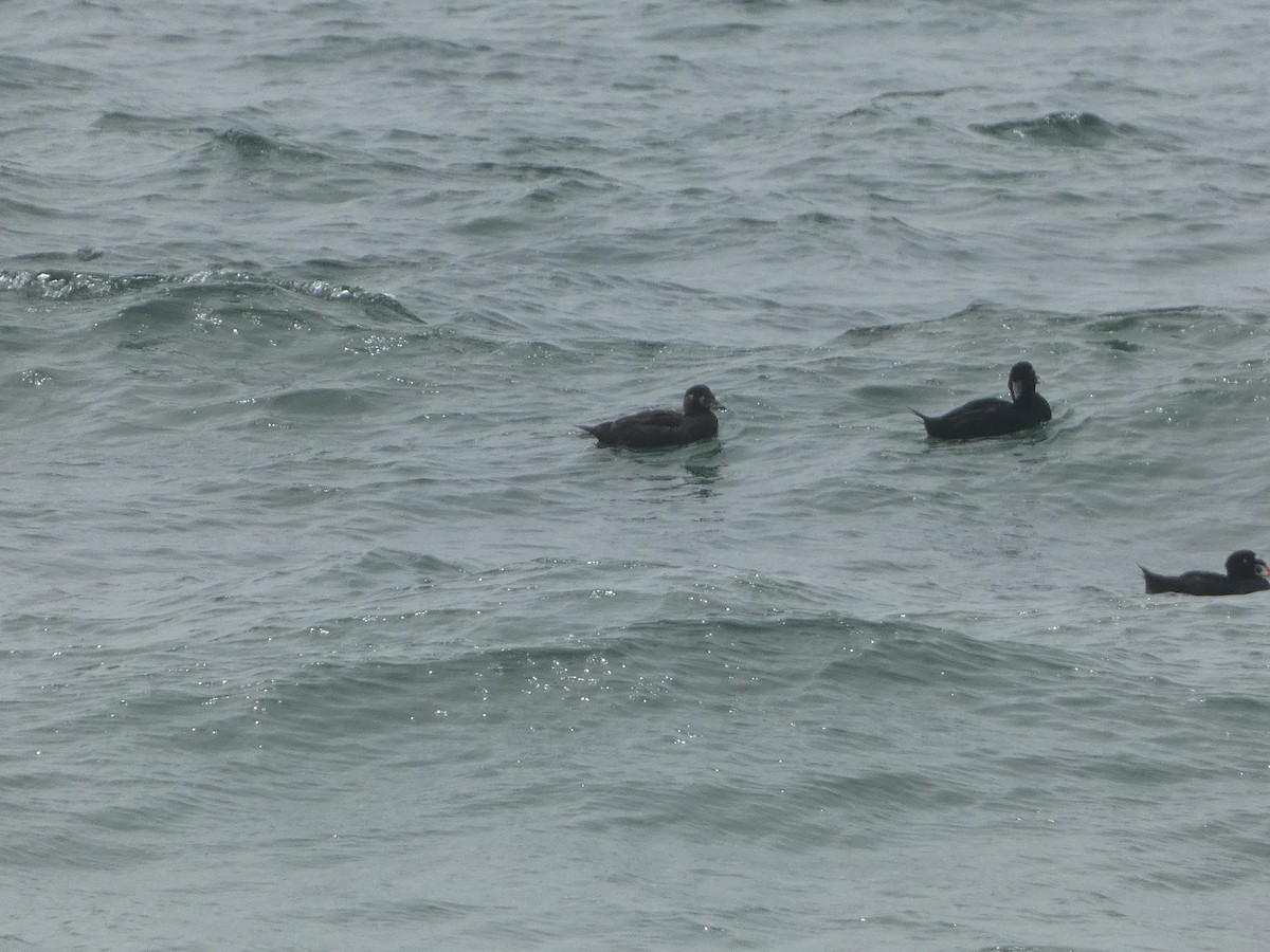 Surf Scoter - ML640599858