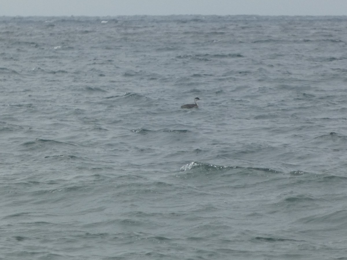 Western Grebe - ML640599860