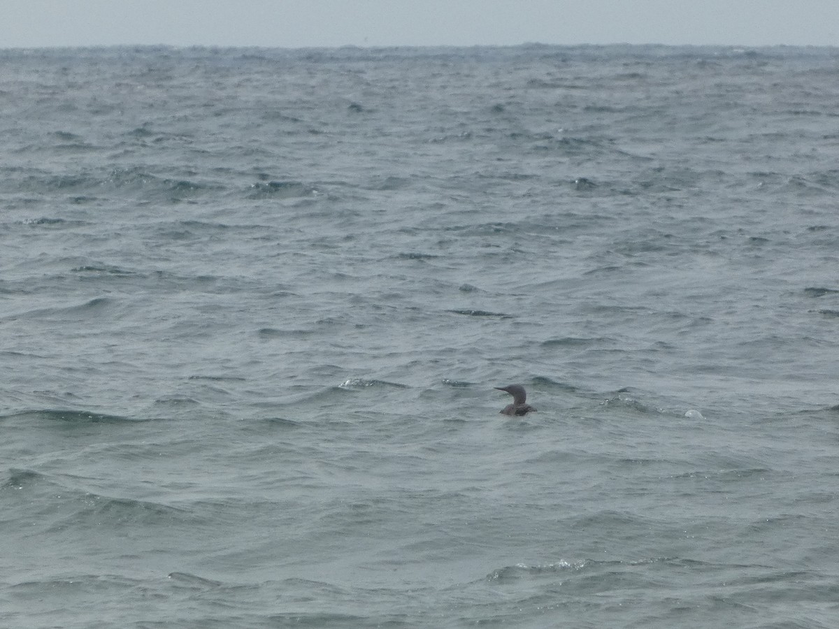 Red-throated Loon - ML640599864
