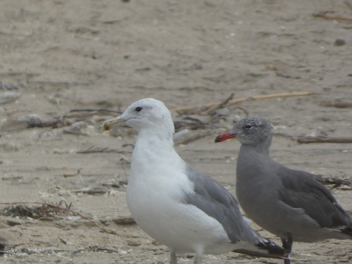 California Gull - ML640599865