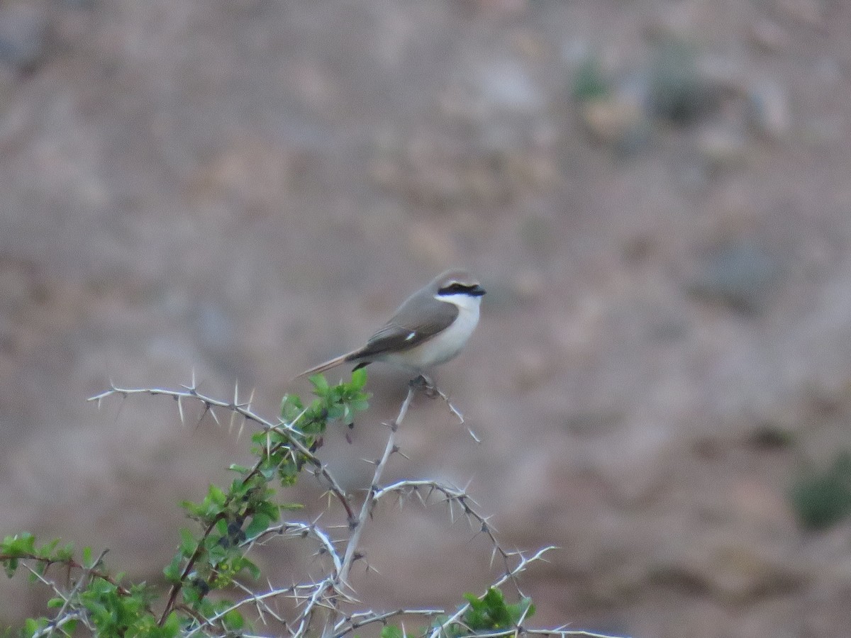 Red-tailed Shrike - ML640599877