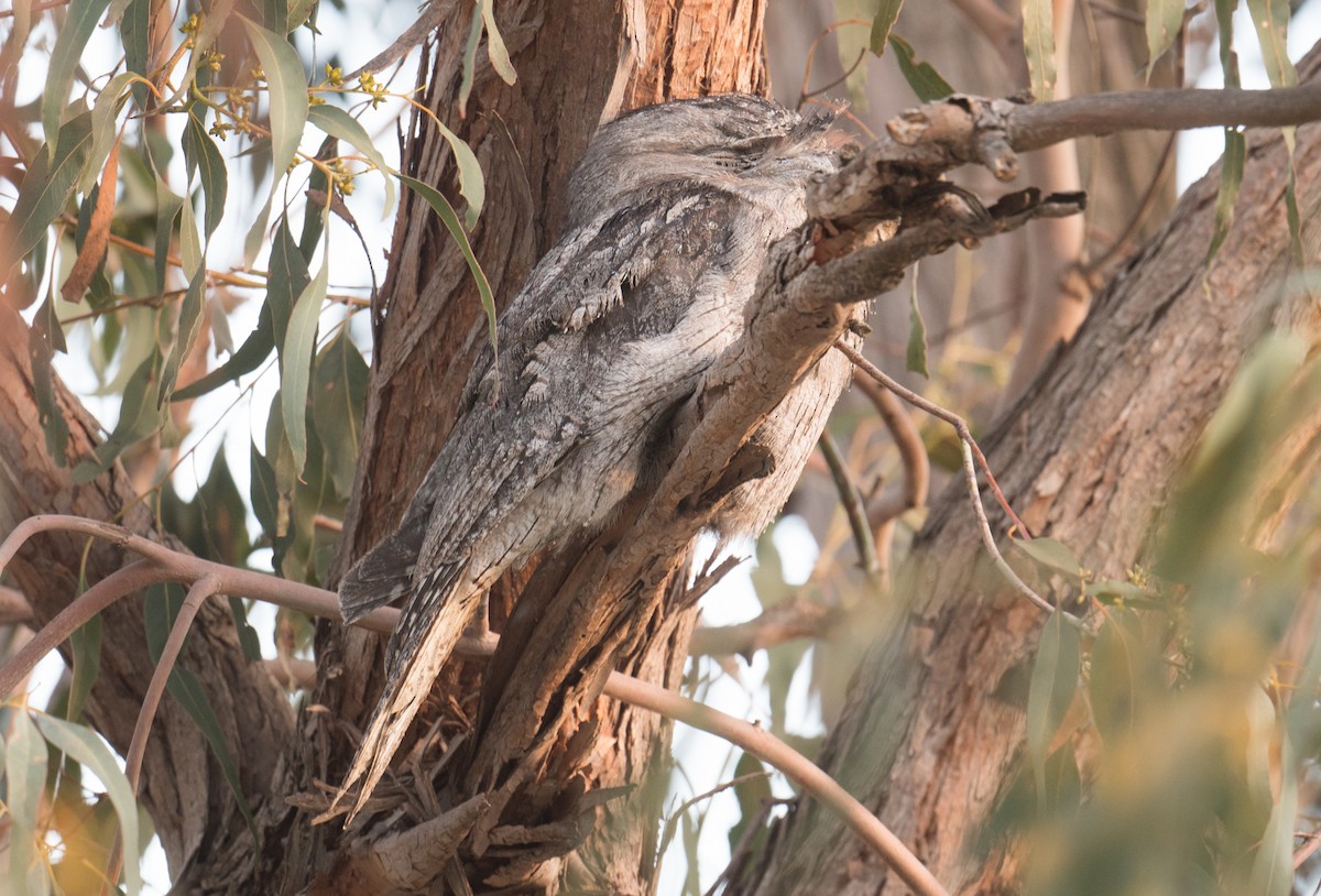 Tawny Frogmouth - ML640599883