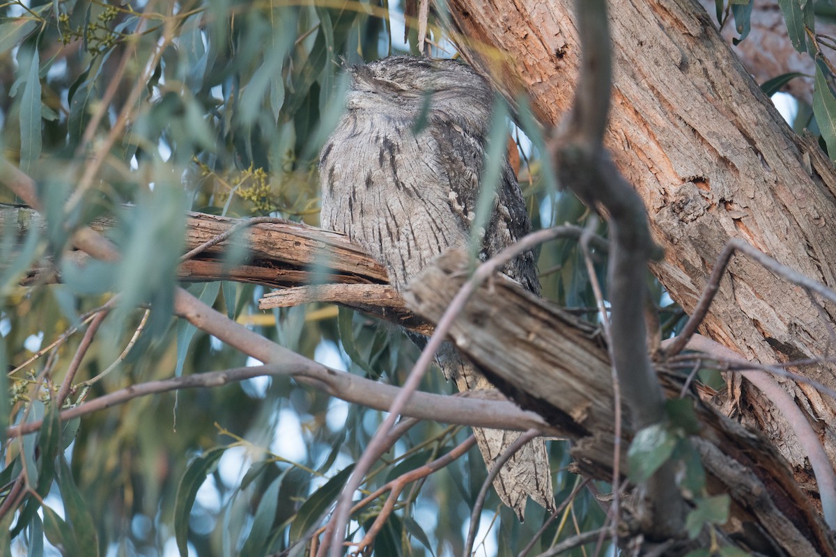 Tawny Frogmouth - ML640599886