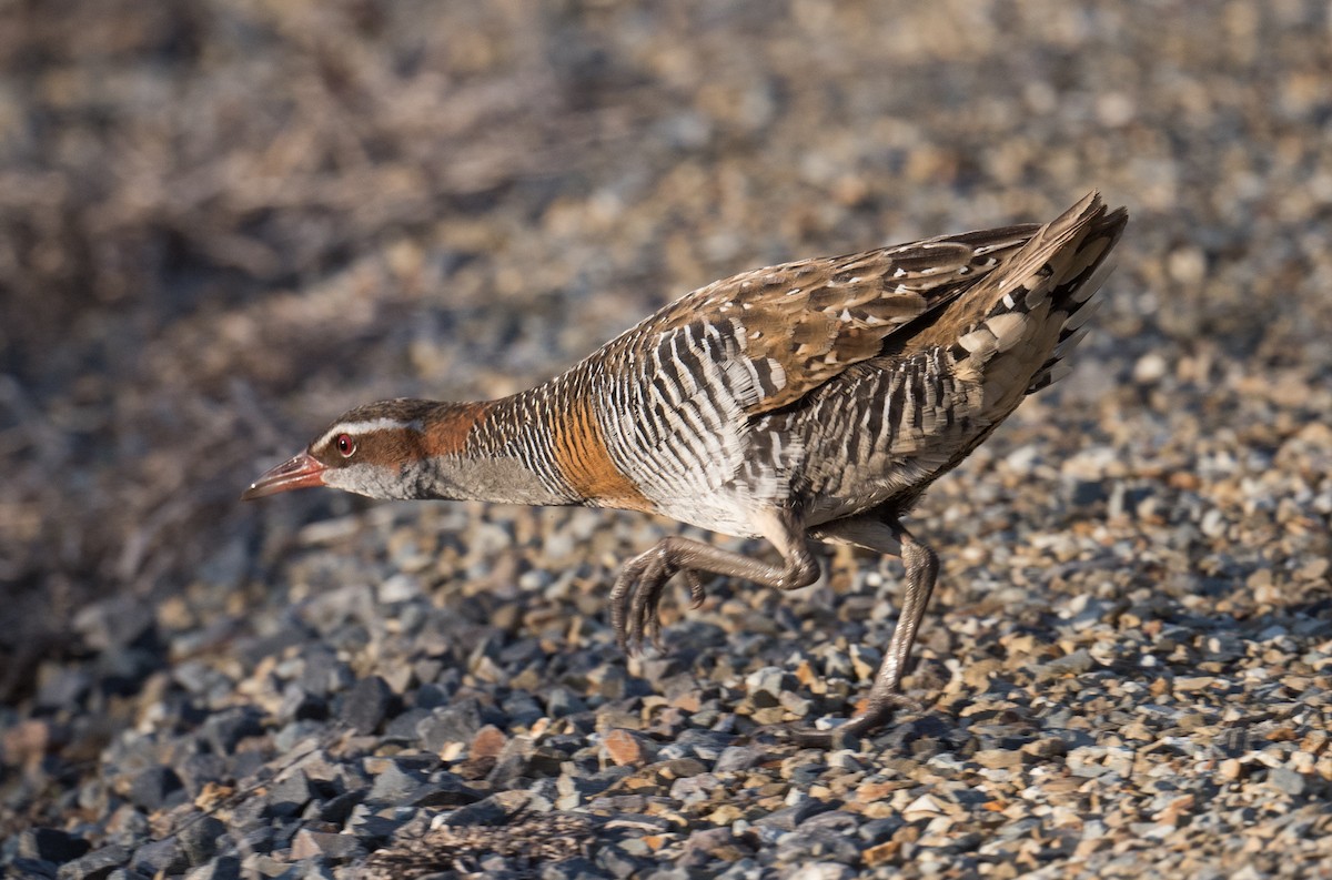 Buff-banded Rail - ML640599898