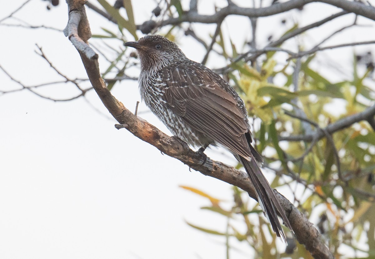 Little Wattlebird - ML640599916