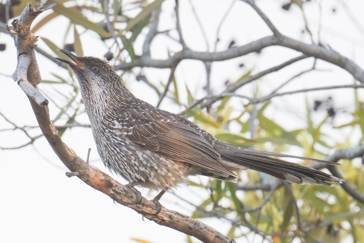 Little Wattlebird - ML640599923