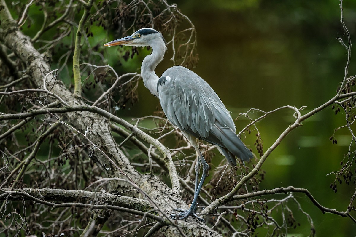 Gray Heron - ML640599985