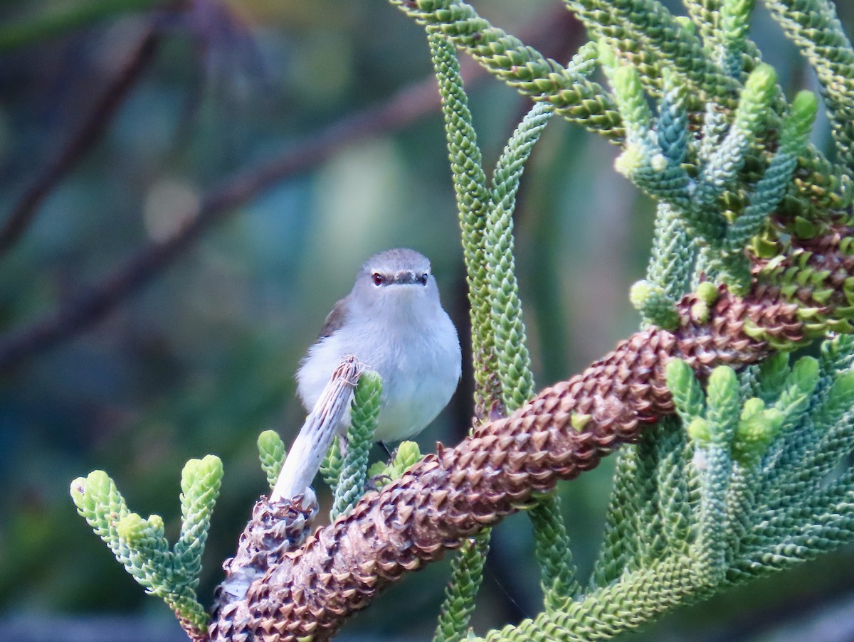 Norfolk Island Gerygone - ML640600036