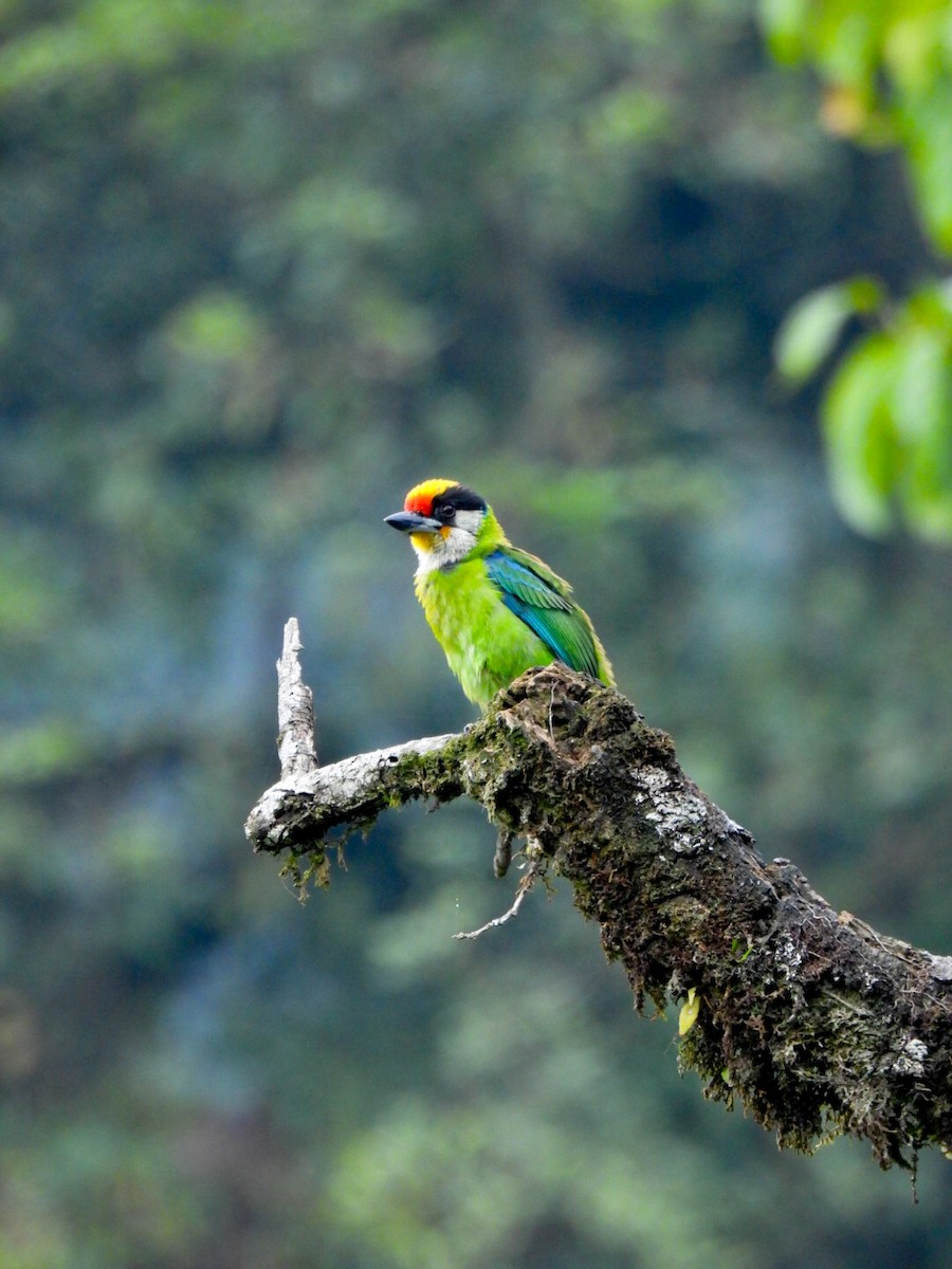 Golden-throated Barbet - ML640600058