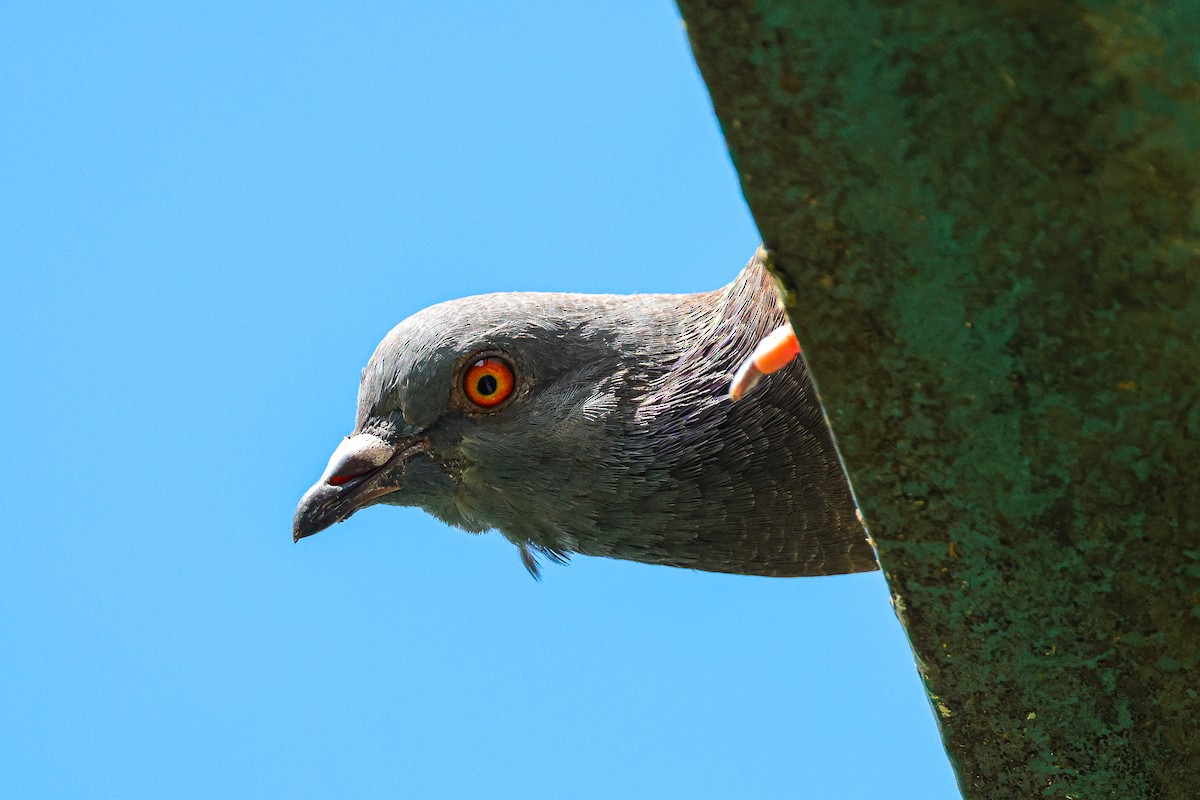 Rock Pigeon (Feral Pigeon) - ML640600075