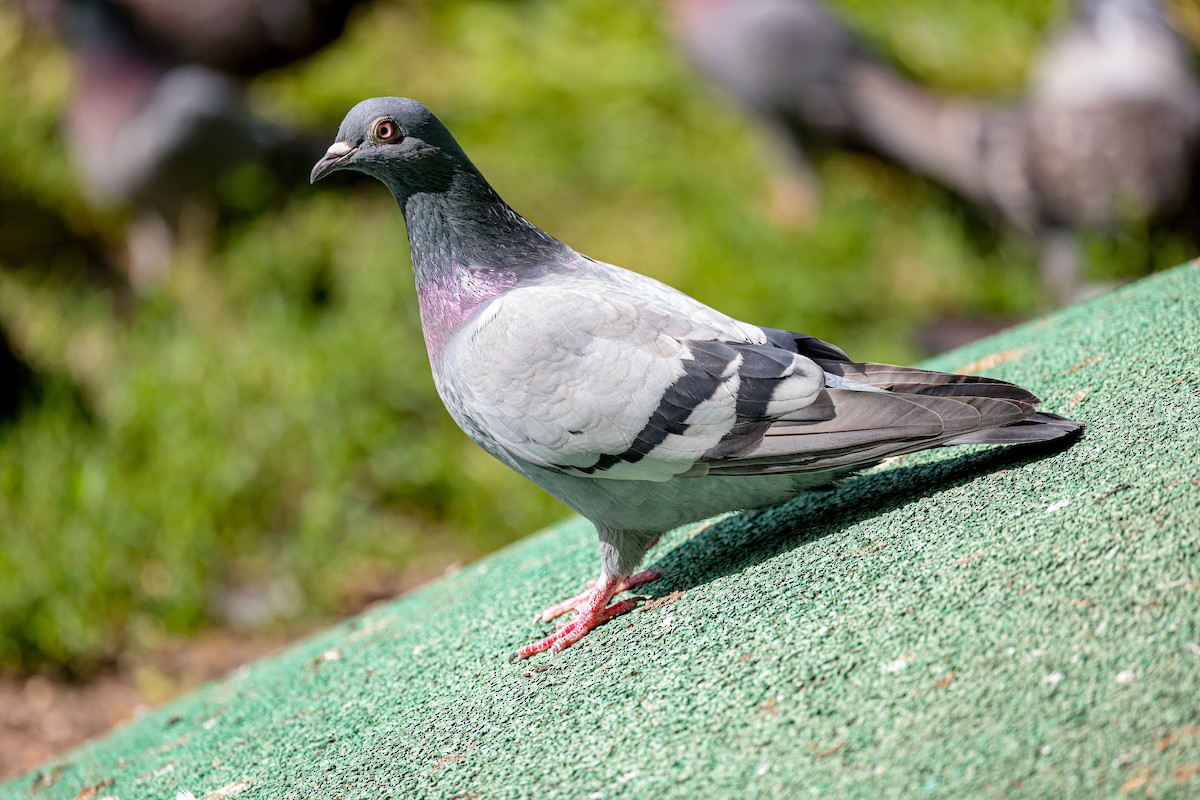 Rock Pigeon (Feral Pigeon) - ML640600076