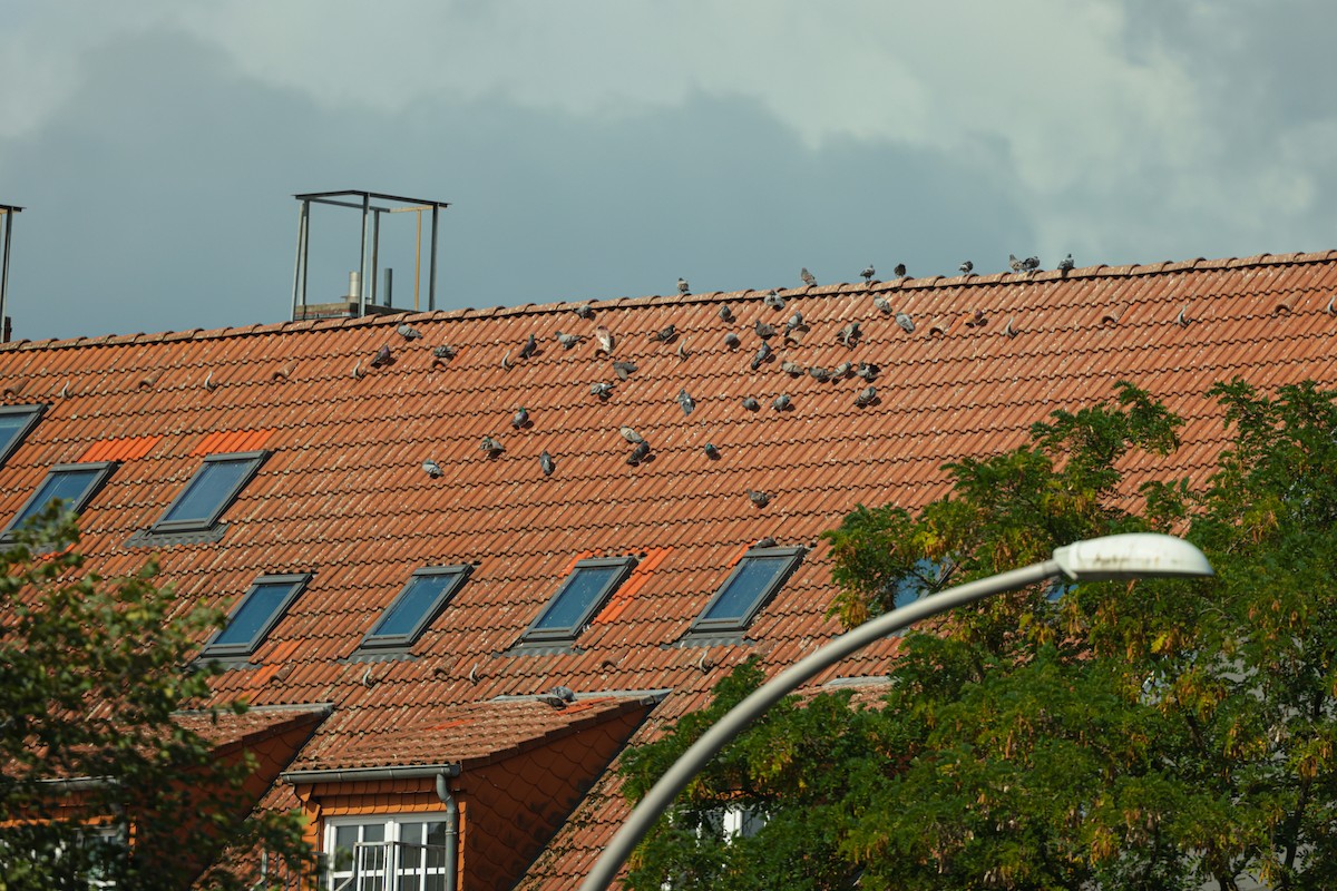 Rock Pigeon (Feral Pigeon) - ML640600082
