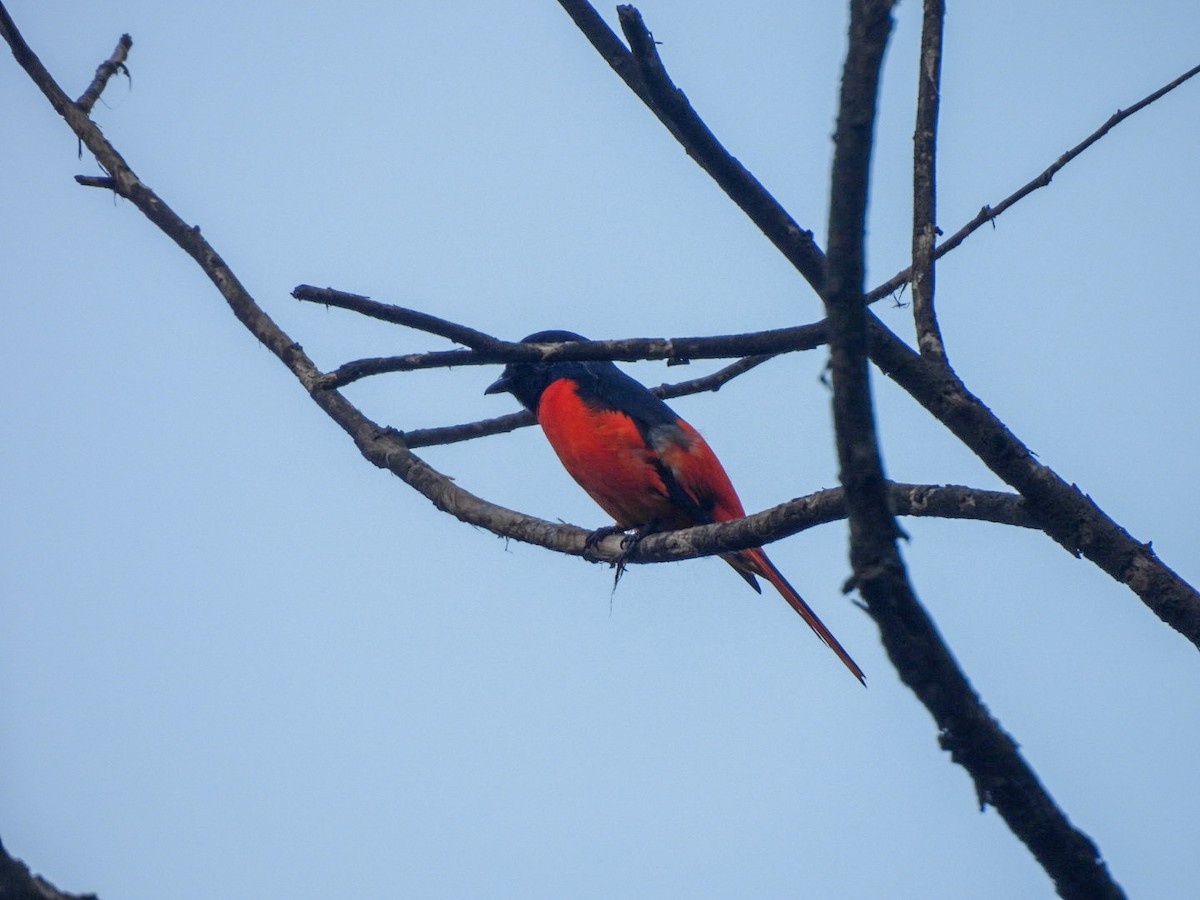 Scarlet Minivet - ML640600090