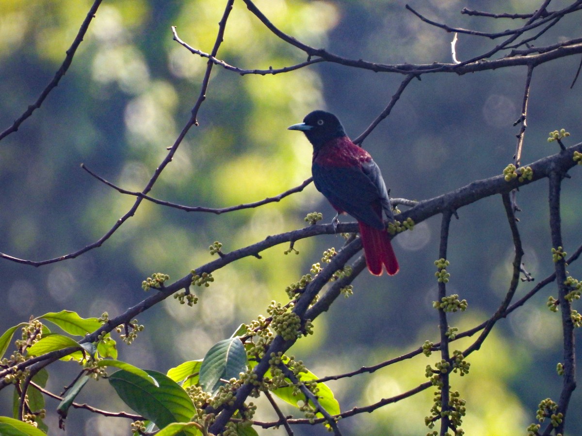 Maroon Oriole - ML640600099