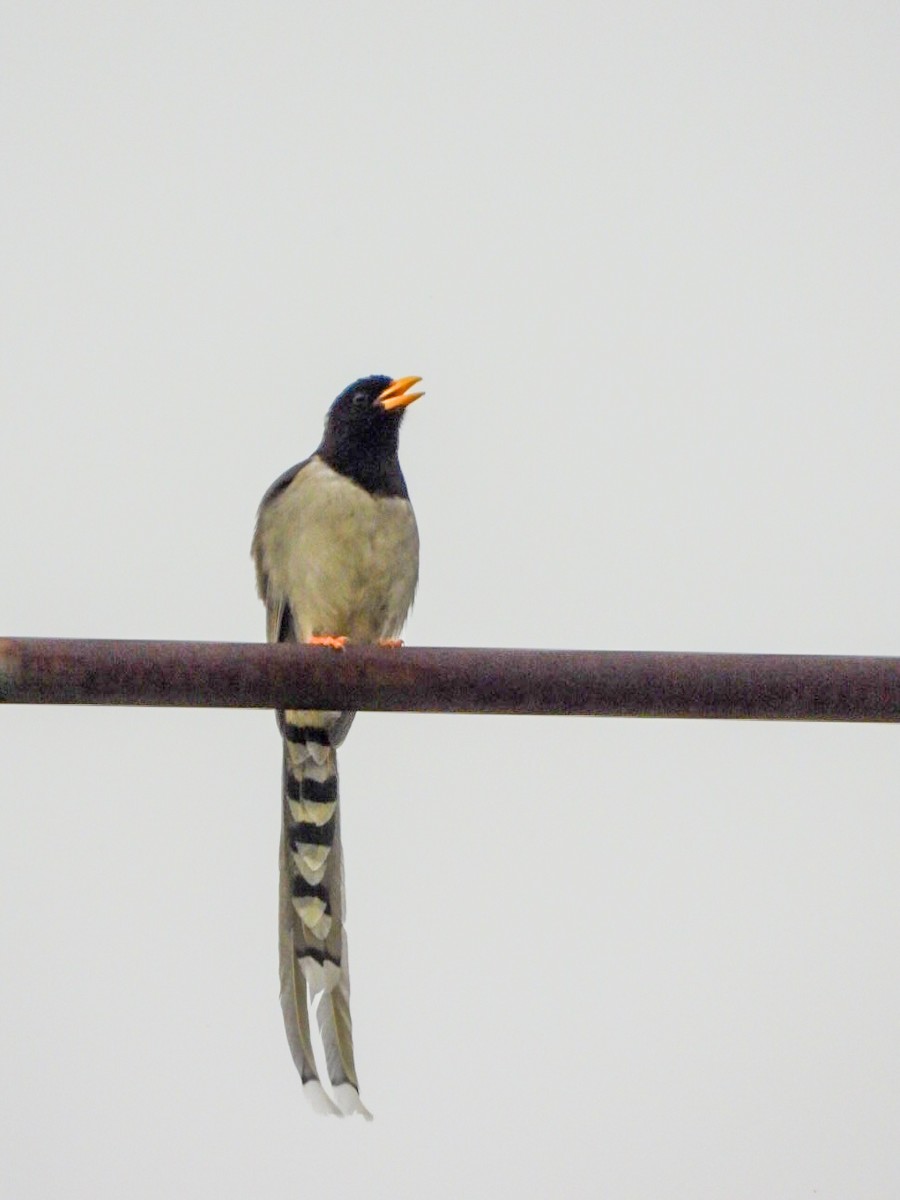 Yellow-billed Blue-Magpie - ML640600109