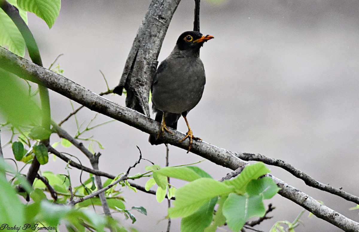 Indian Blackbird - ML640600142