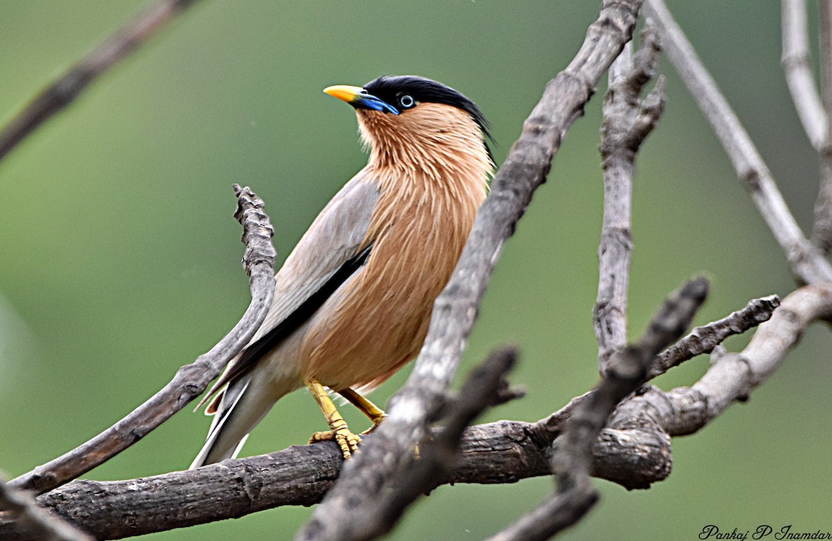Brahminy Starling - ML640600143