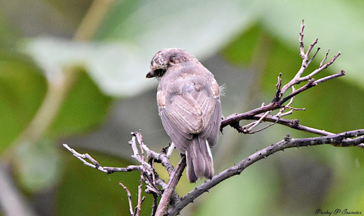 Common Woodshrike - ML640600151
