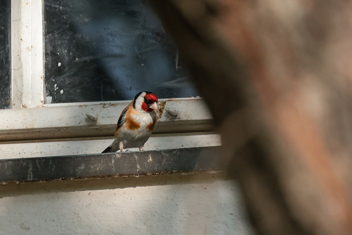 European Goldfinch - ML640600196