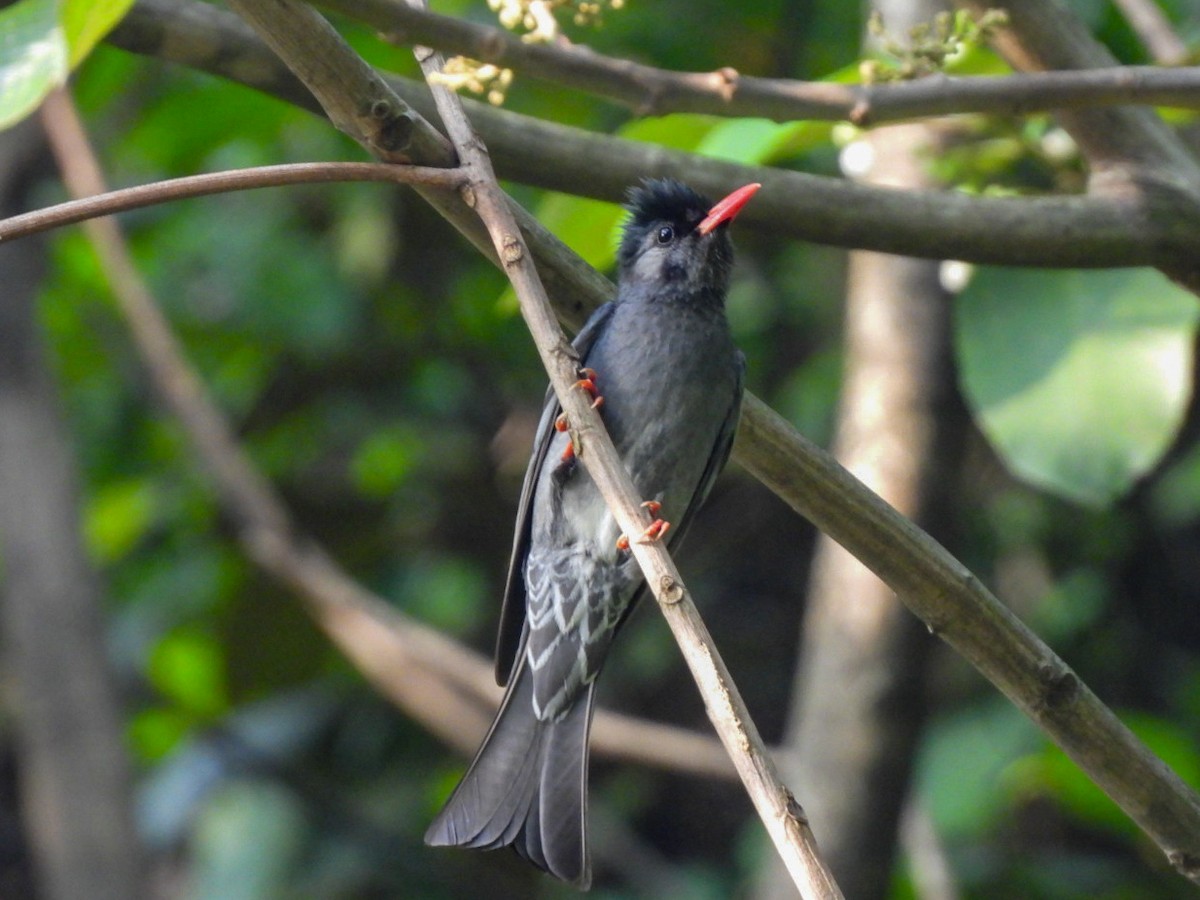 Black Bulbul - ML640600217