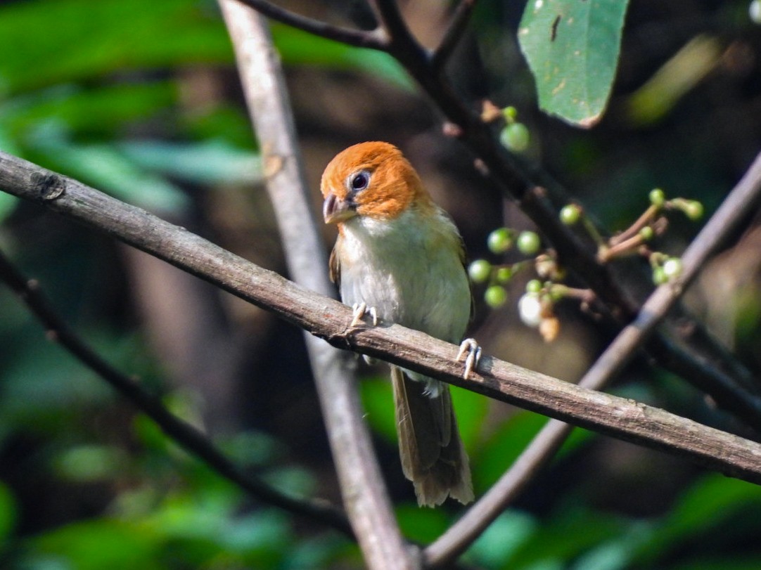 White-breasted Parrotbill - ML640600232