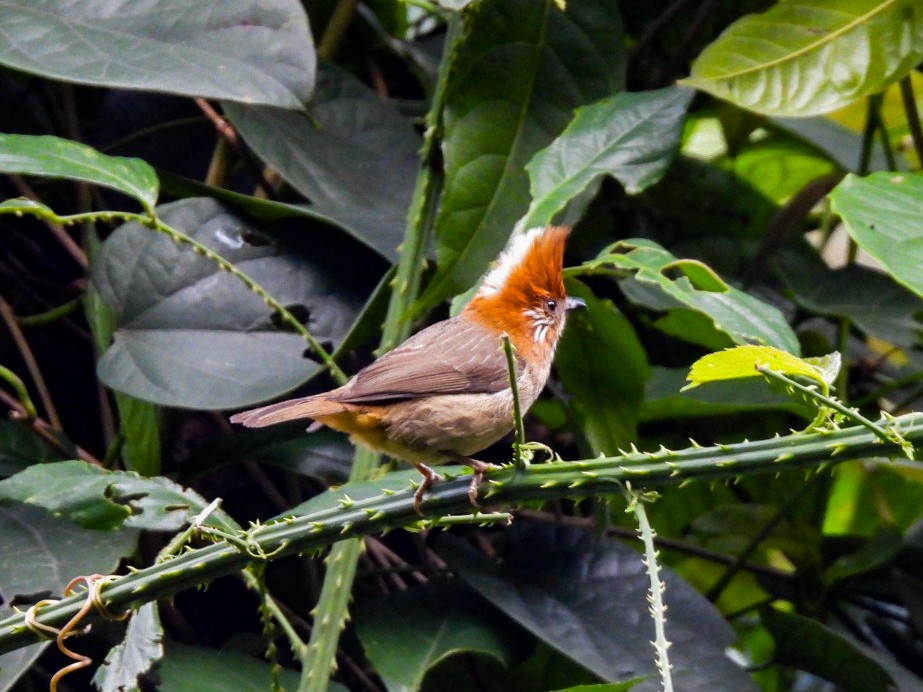 White-naped Yuhina - ML640600253