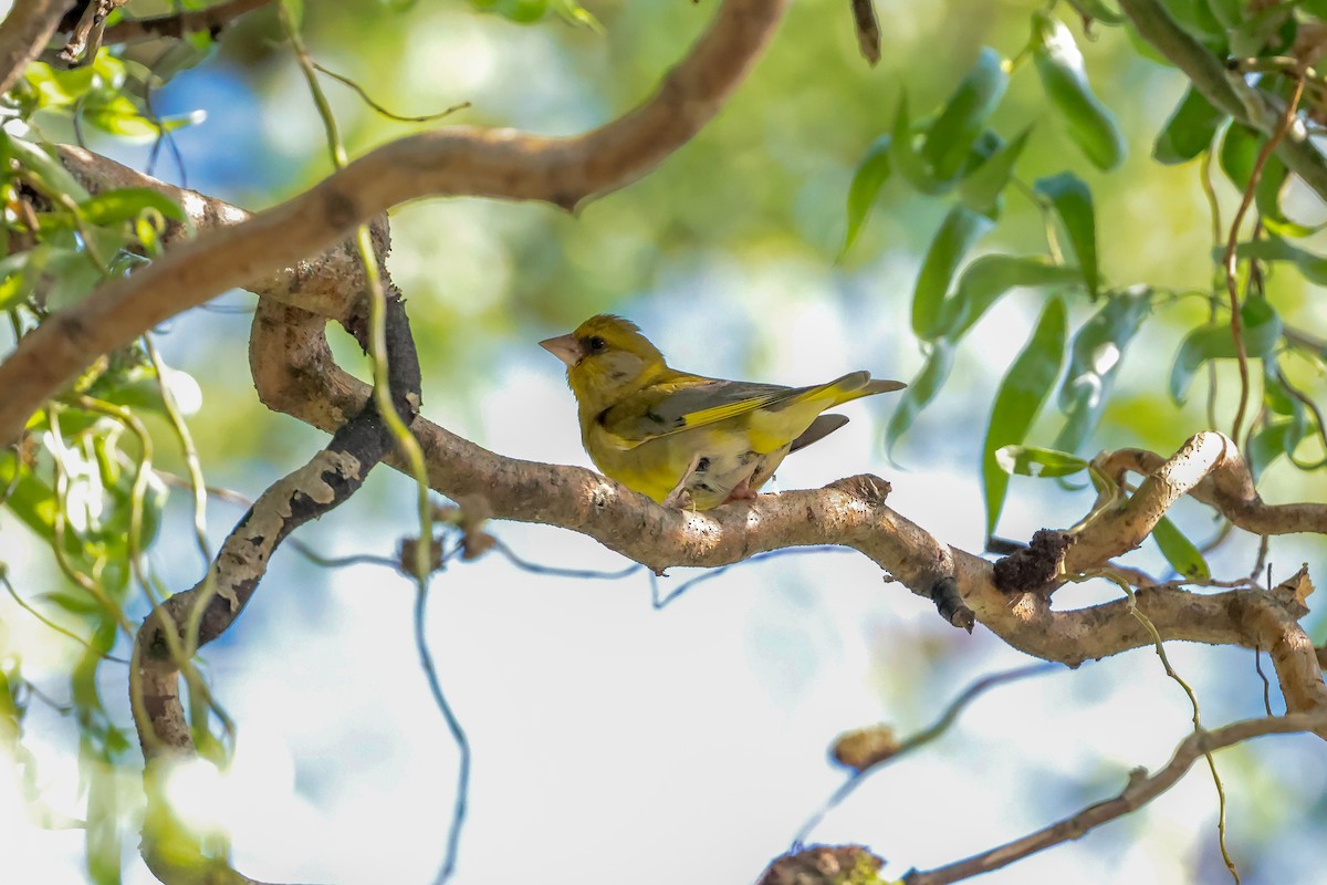 European Greenfinch - ML640600254