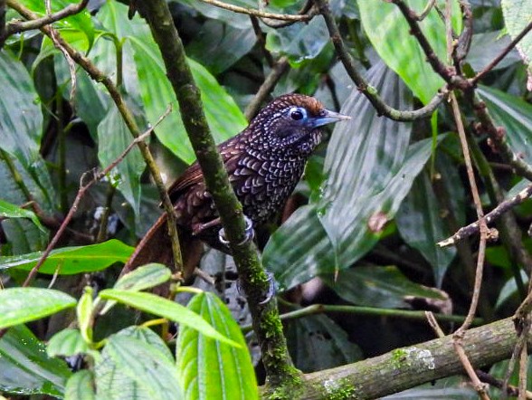 Cachar Wedge-billed Babbler - ML640600278
