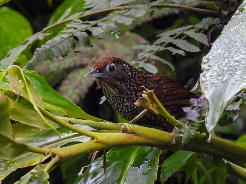 Cachar Wedge-billed Babbler - ML640600279