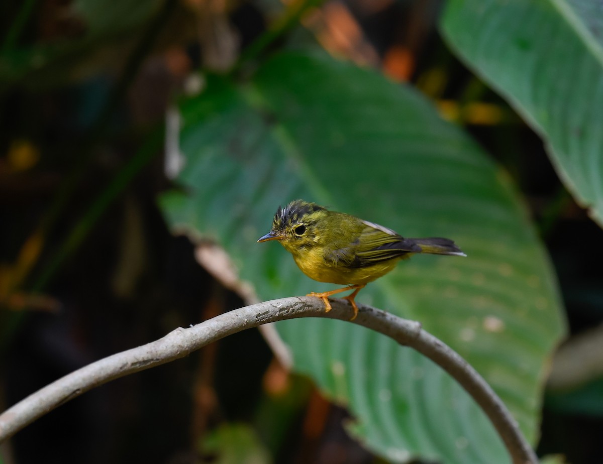 Green-crowned Warbler - ML640600293