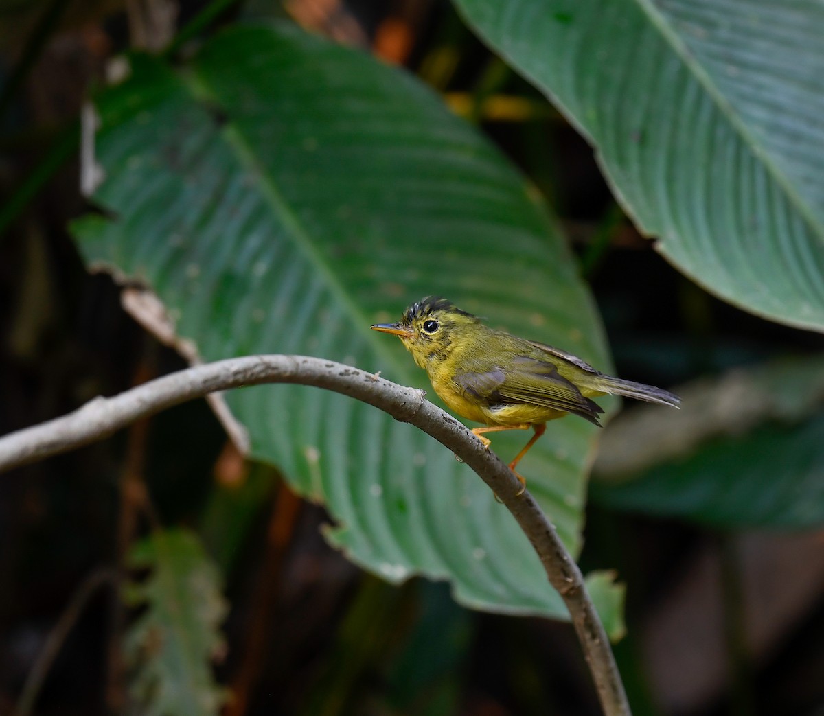 Green-crowned Warbler - ML640600294