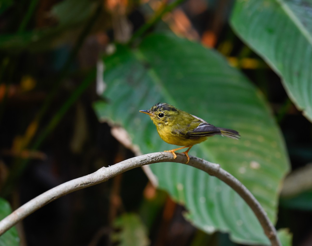 Green-crowned Warbler - ML640600295