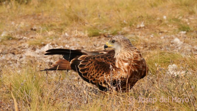 Red Kite - ML640600316