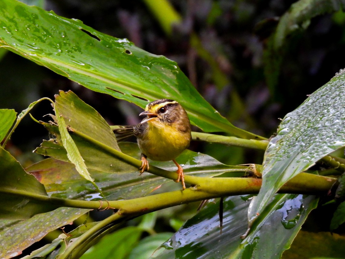 Yellow-throated Fulvetta - ML640600322