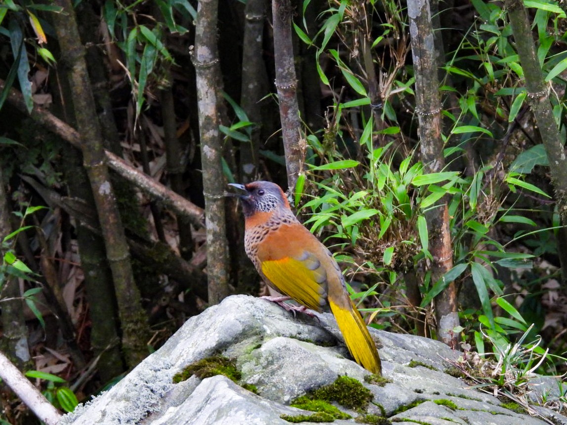 Chestnut-crowned Laughingthrush - ML640600355