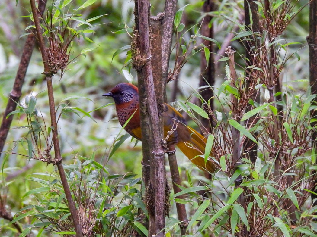 Chestnut-crowned Laughingthrush - ML640600356
