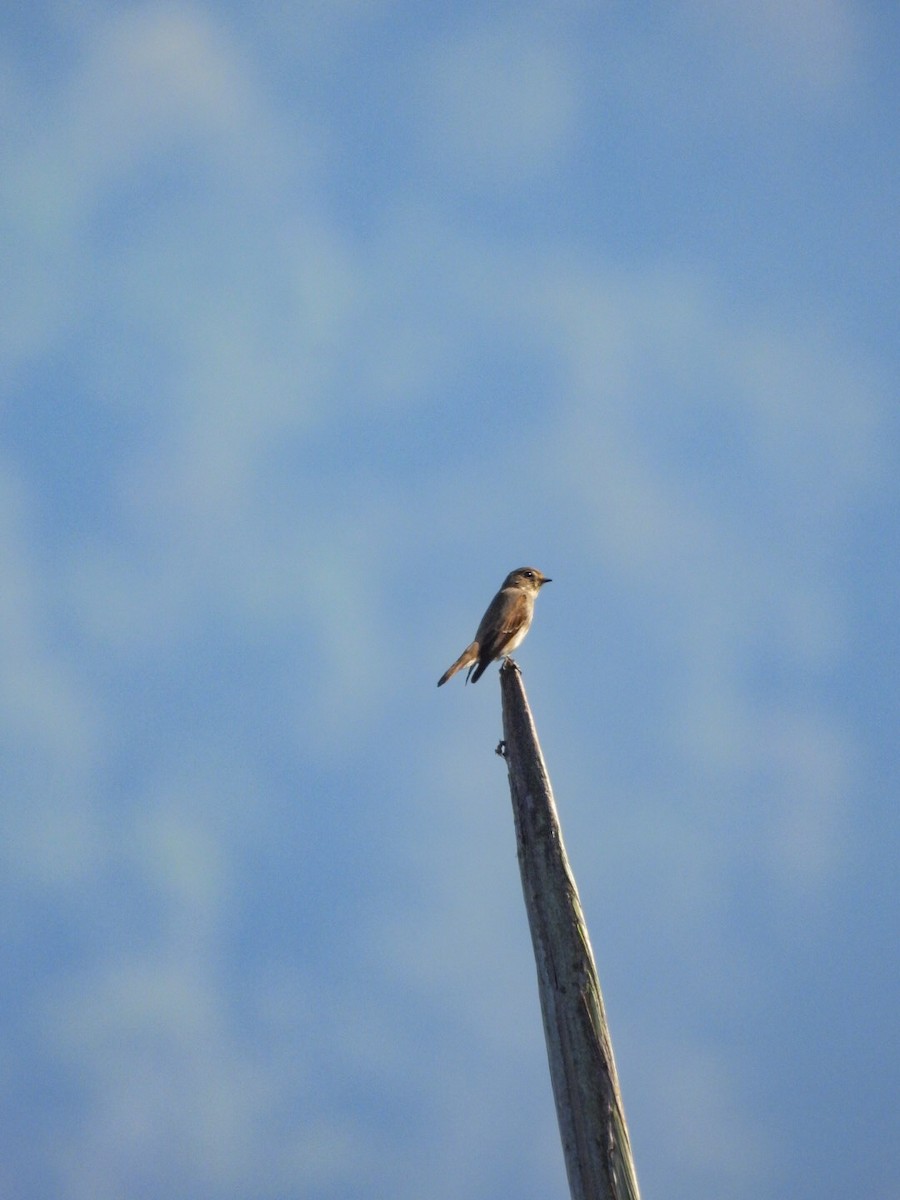 Dark-sided Flycatcher - ML640600402