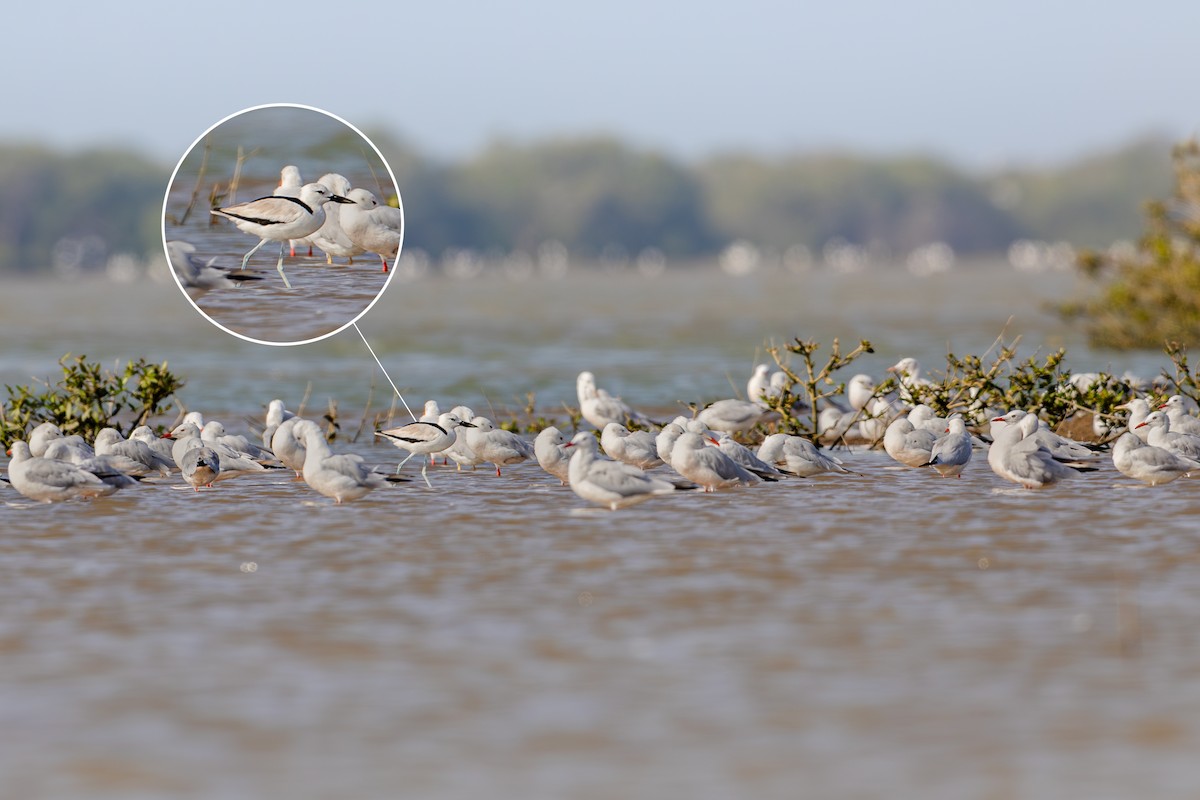 Crab-Plover - ML640600403