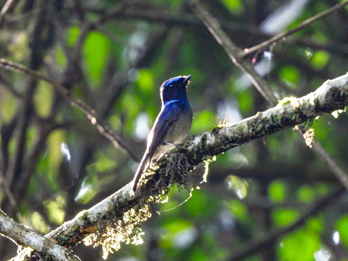 Small Niltava - ML640600408