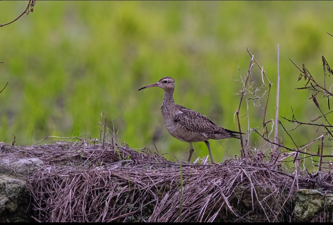 Little Curlew - ML640600424
